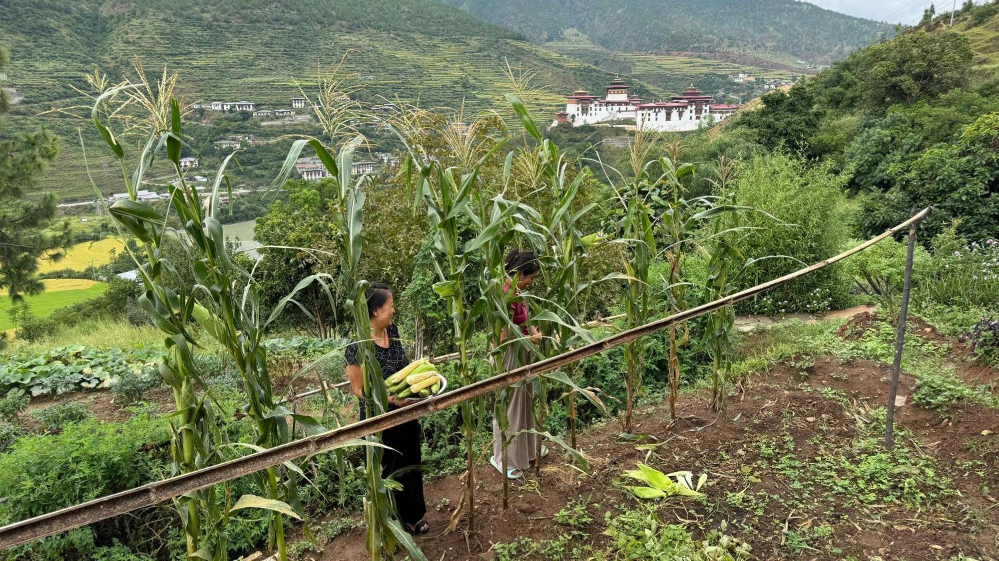 Wangdue Ecolodge Wangdue Phodrang Ngoại thất bức ảnh