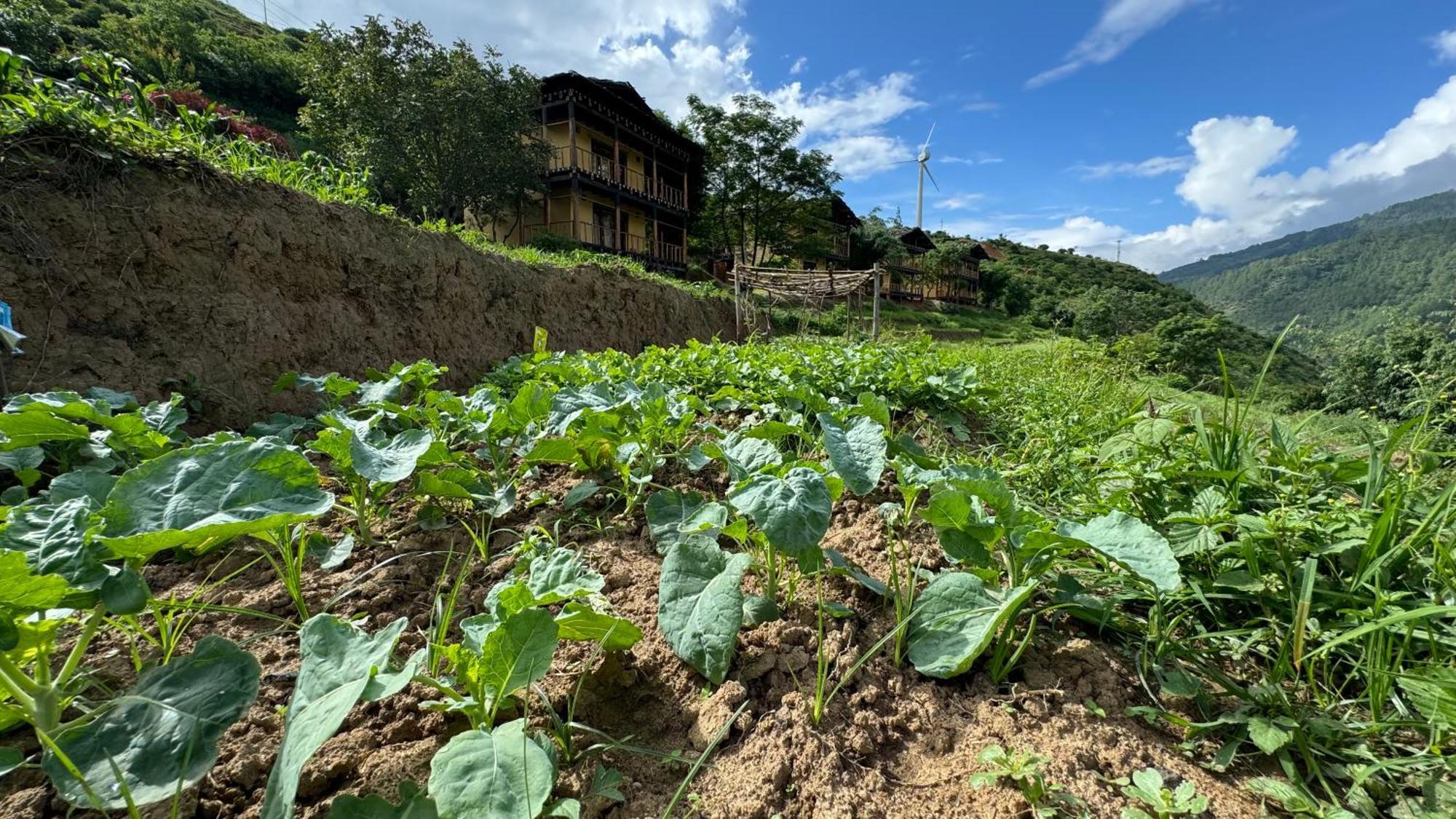 Wangdue Ecolodge Wangdue Phodrang Ngoại thất bức ảnh
